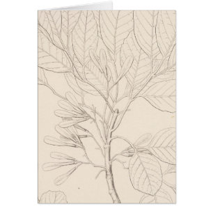 XXII Fraxinus coriacea