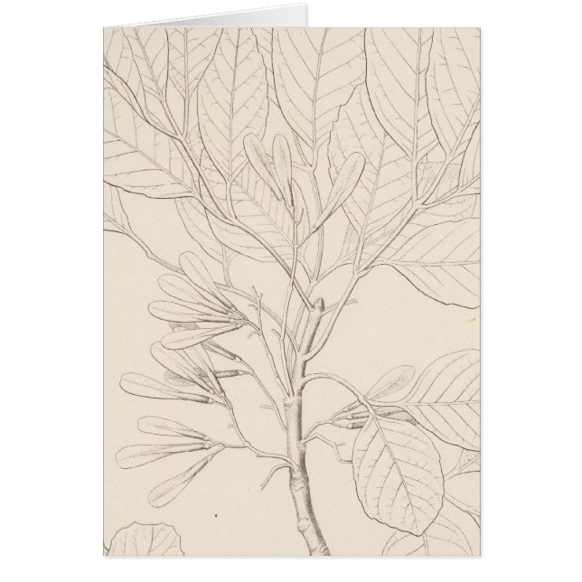 XXII Fraxinus coriacea (Front)
