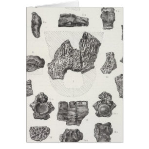 XXIX Diplocynodus sphenops Cope