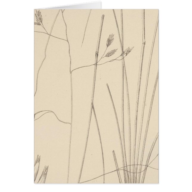 XXIX Festuca thurberi (Front)