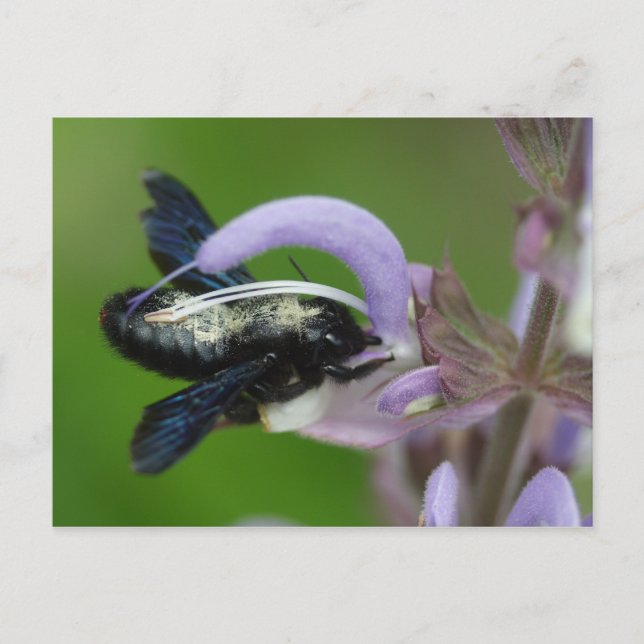 Xylocopa iris postcard (Front)