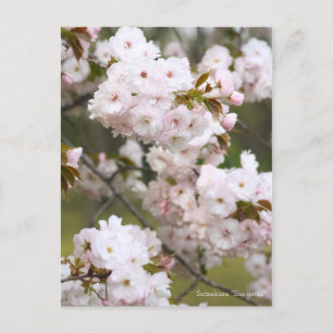 Yaezakura 'Matsuzuki' Postcard