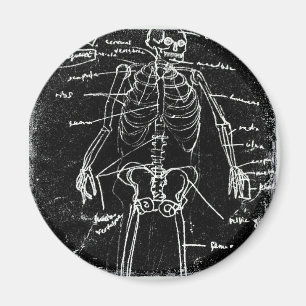 yaie tokyo human skeleton anatomy magnet