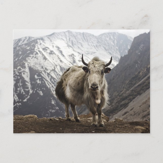 Yak in Nepal Postcard (Front)