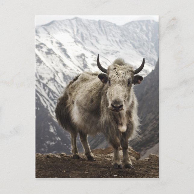 Yak in Nepal Postcard (Front)