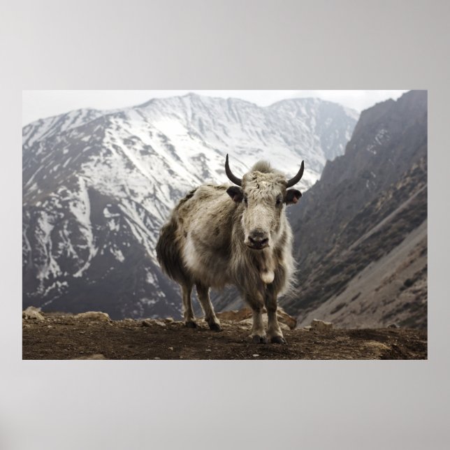 Yak in Nepal Poster (Front)