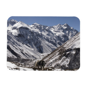 Yak near Mt. Jhomolari, Jangothang Jigme Dorji Magnet