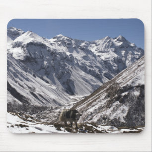 Yak near Mt. Jhomolari, Jangothang Jigme Dorji Mouse Pad