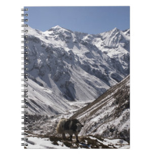 Yak near Mt. Jhomolari, Jangothang Jigme Dorji Notebook