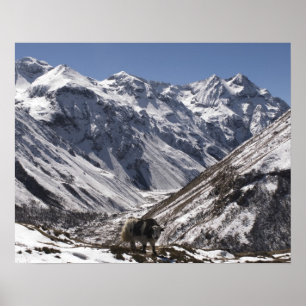 Yak near Mt. Jhomolari, Jangothang Jigme Dorji Poster