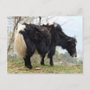 yak postcard