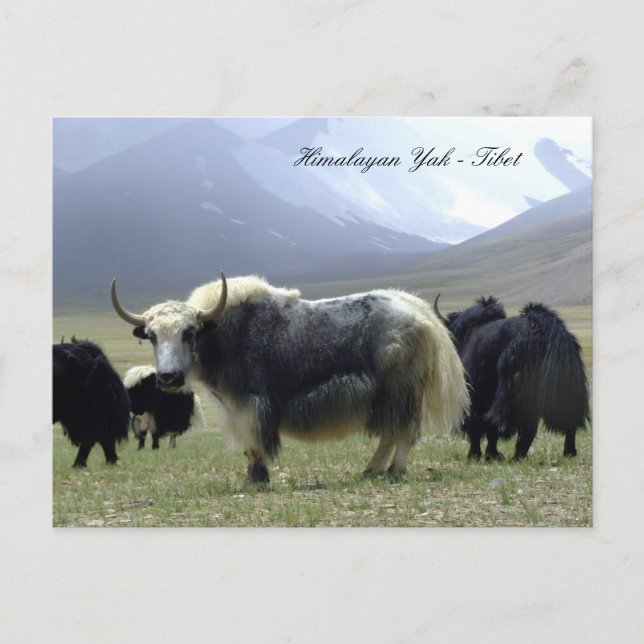 Yaks, Himalayas, mountain nomads Ladakh /Yak Tibet Postcard (Front)