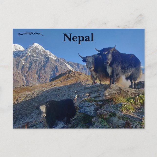 Yaks in Nepal Postcard (Front)