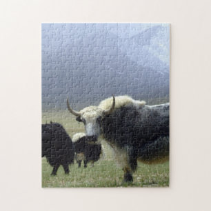Yaks, Nomads of Himalayas - Tibet /Ladakh Jigsaw Puzzle