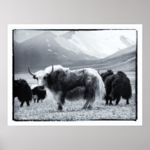 Yaks - The Himalayas