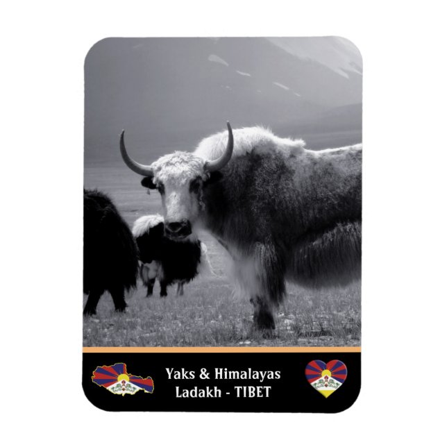 Yaks - The Himalayas - Tibet / Ladakh Trekking Magnet (Vertical)