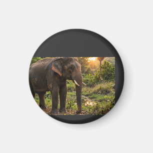 Yala National Park Elephant Mug - Sri Lanka Wildli Magnet