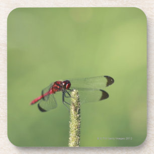 Yamanashi Prefecture, Honshu, Japan Coaster