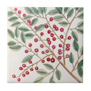 Yapon Holly Berries, Catesby Vintage Nature Art Ceramic Tile