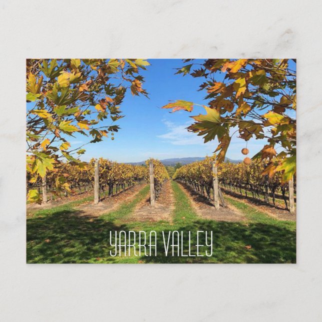 yarra valley autumn vineyard postcard (Front)