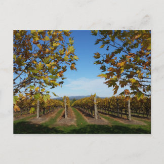 Yarra Valley Vineyard, Melbourne, Australia Postcard