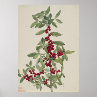 Yaupon (Ilex vomitoria) Poster