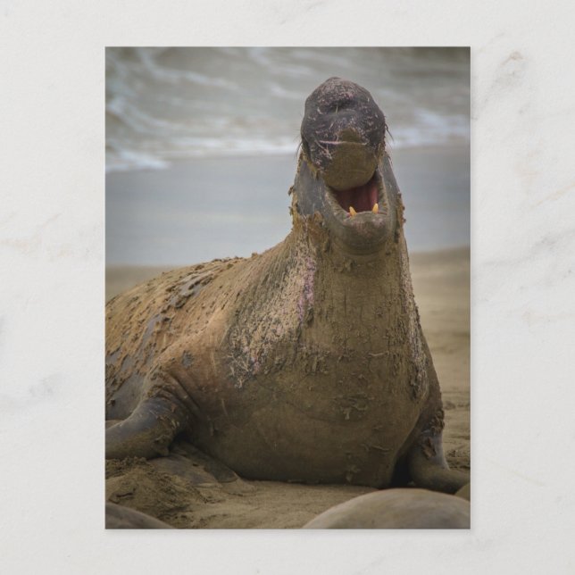 yawn of a seal Postcard (Front)