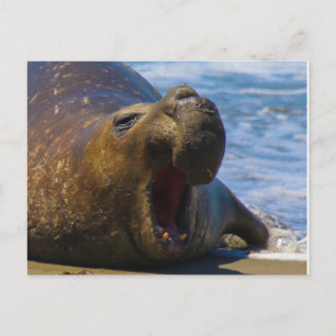 yawn postcard
