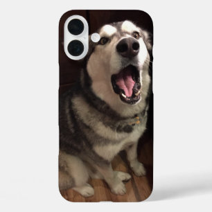 Yawning Alaskan Malamute Photograph iPhone 16 Plus Case