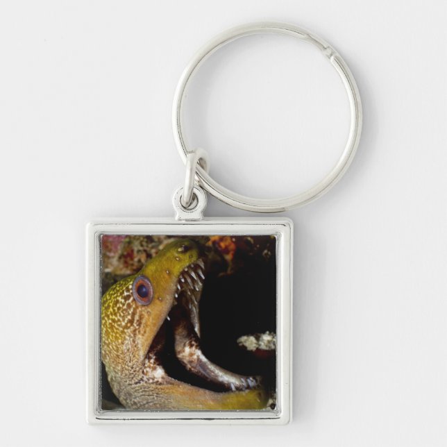 Yawning and intimidating mouth of a Yellowmargin Key Ring (Front)