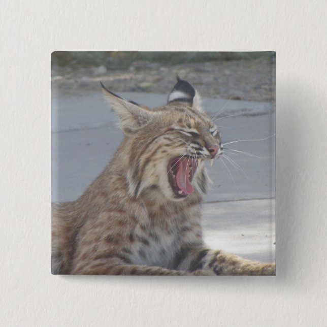 Yawning Bobcat 15 Cm Square Badge (Front)