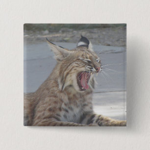 Yawning Bobcat 15 Cm Square Badge
