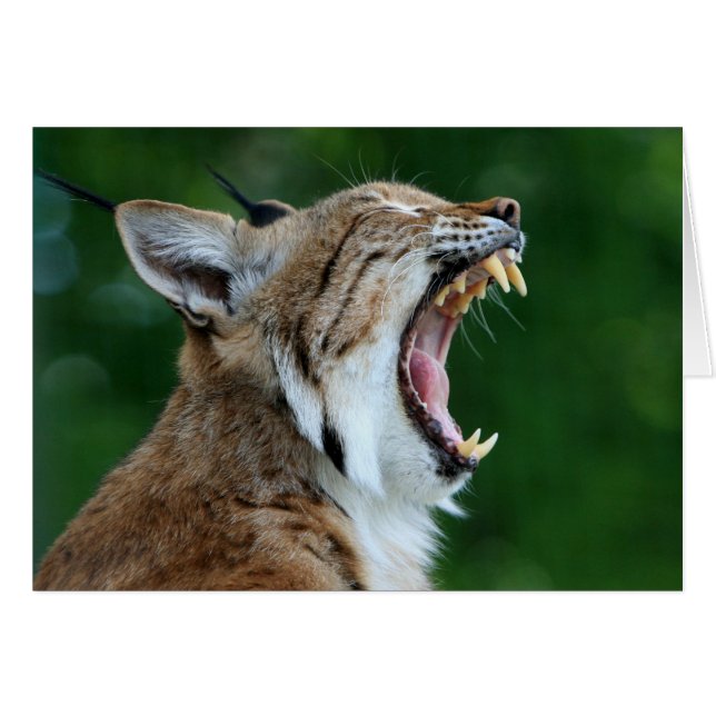 Yawning Bobcat Blank Card (Front Horizontal)