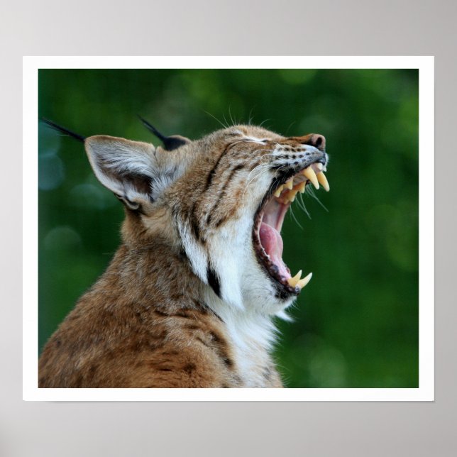 Yawning Bobcat Poster (Front)