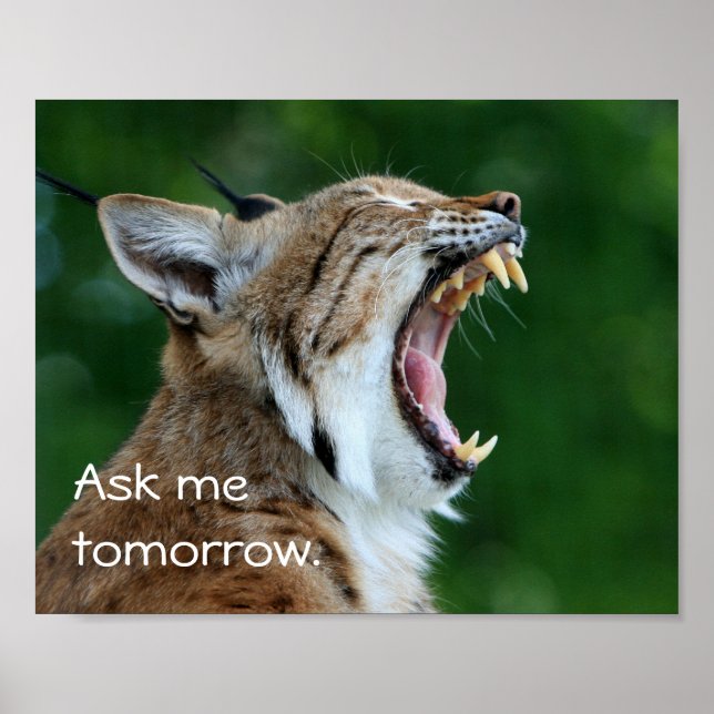 Yawning Bobcat Poster (Front)