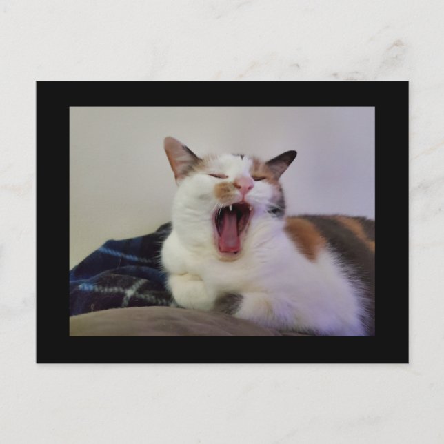 Yawning Calico Cat Postcard (Front)