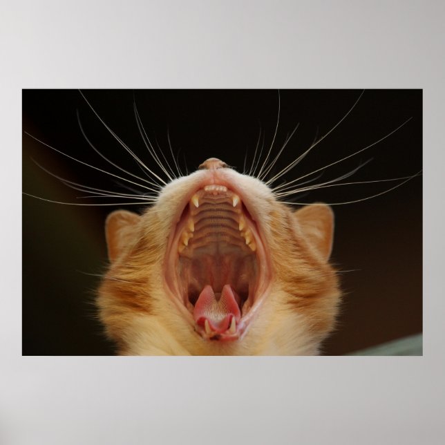 Yawning Cat Kitty, Kitten Photo Poster (Front)