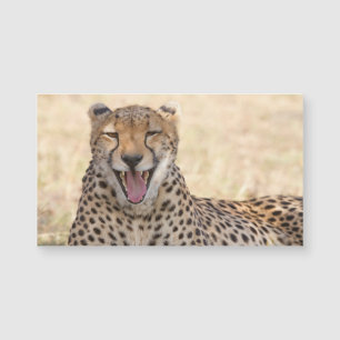 Yawning Cheetah