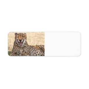Yawning Cheetah Return Address Label