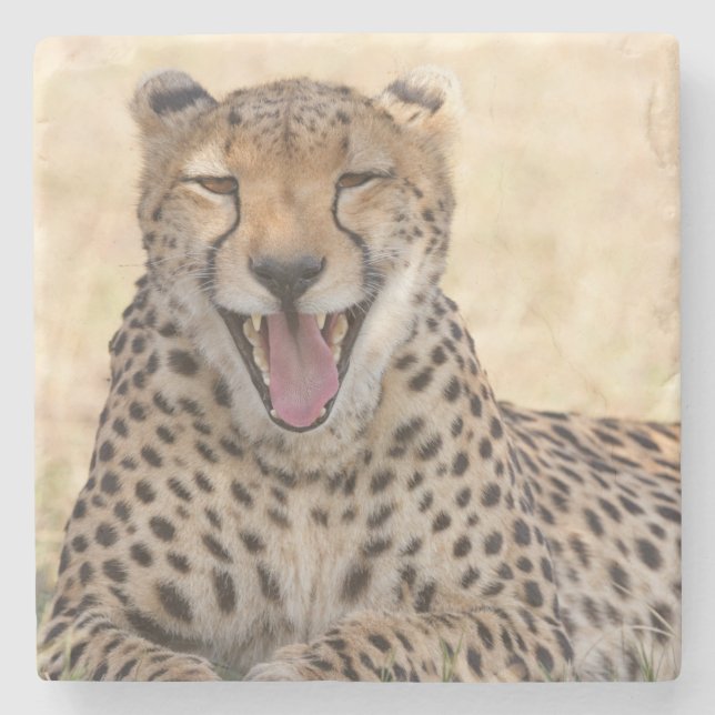 Yawning Cheetah Stone Coaster (Front)