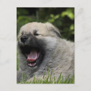 Yawning Chow Chow Postcard