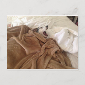 Yawning Doggy Postcard