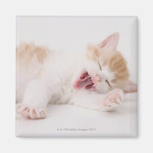 Yawning Kitten on White Background. Magnet