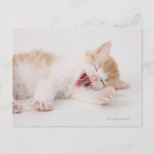 Yawning Kitten on White Background. Postcard