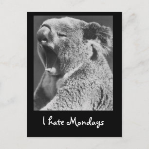 Yawning Koala Postcard