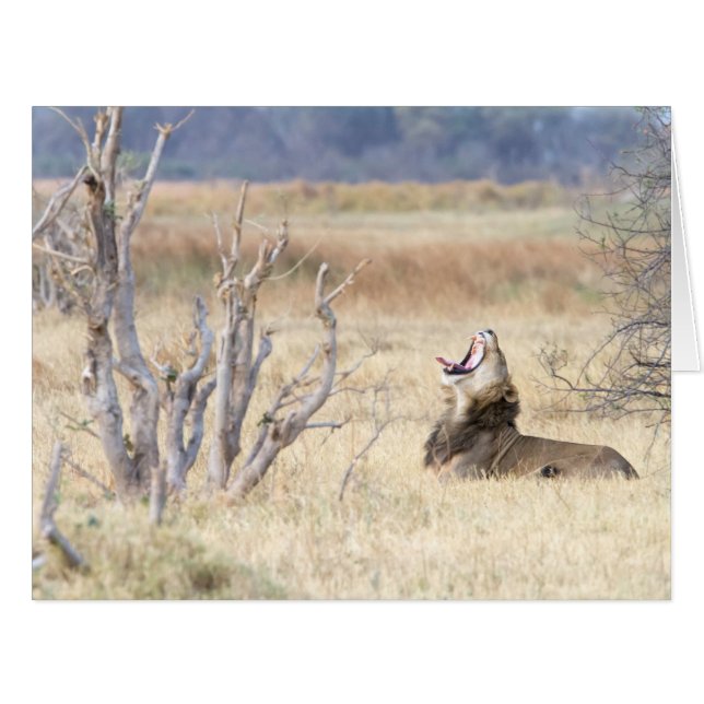 Yawning lion (Front Horizontal)