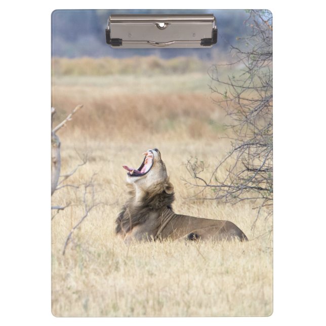Yawning lion clipboard (Front)