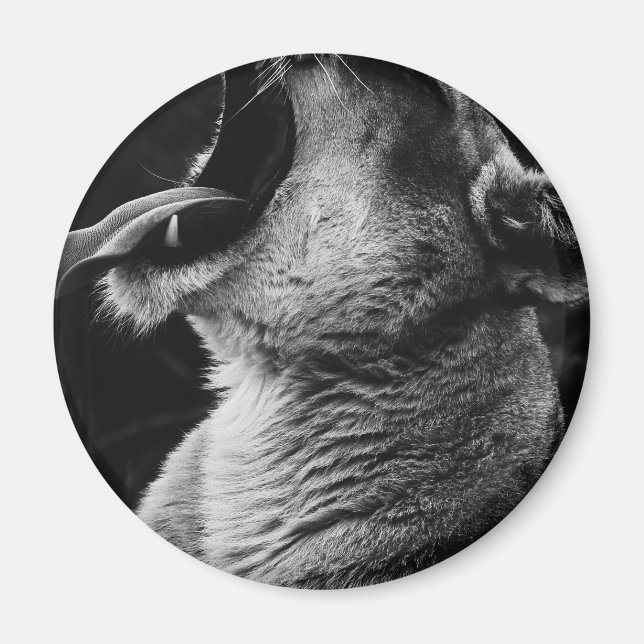 yawning lion magnet (Front)