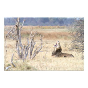 Yawning lion photo print