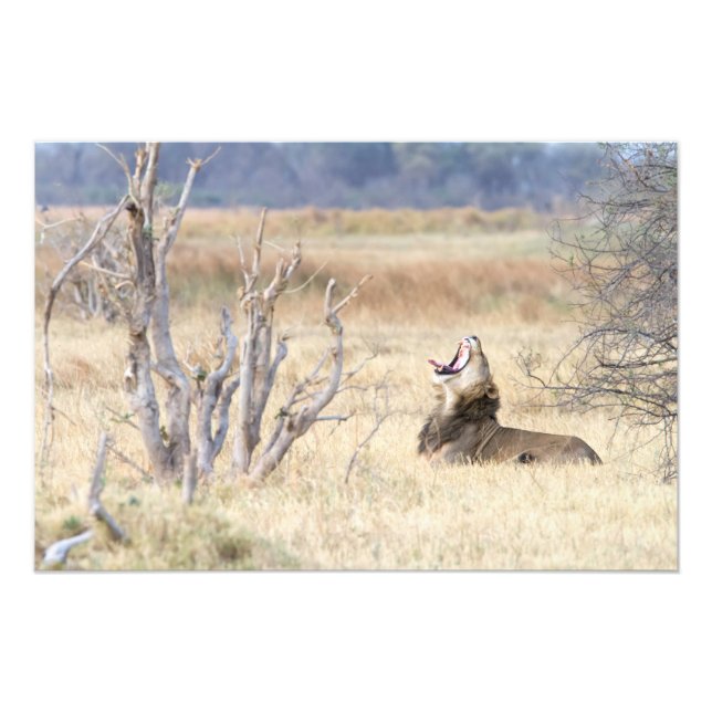 Yawning lion photo print (Front)